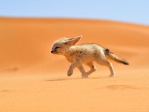 Fennec Fox Morocco 