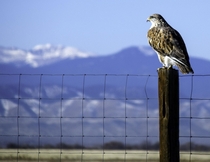 Ferruginous Hawk in Colorado  x  OC