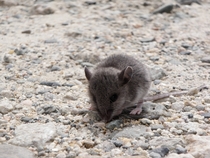 Field Mouse 