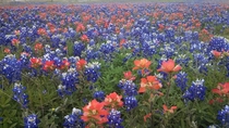 Field of Bluebonnets amp Indian Paintbrushes in Austin Tx 