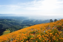 Field of California Poppies Los Padres National Park 