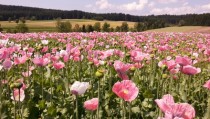 Field of poppies in Austria 