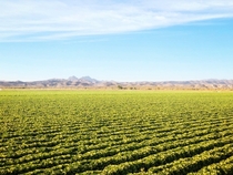 Field of romaine in Arizona  Credit John Boelts