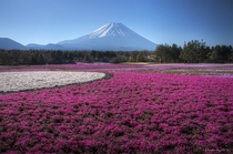 Fields of flowers at the foot of Mount Fuji Japan  photo by q
