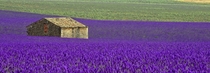 Fields of Lavender in Provence France  by Alain M