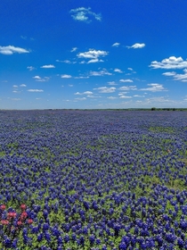 Fields of Texas Bluebonnets 
