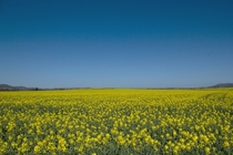 Fields Of Yellow - Tyberton Herefordshire UK 