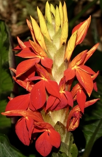 Fiery Spike - Aphelandra aurantiaca 
