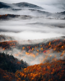 Final pop of fall colors revealing themselves as the fog lifts on the Blue Ridge Parkway North Carolina 