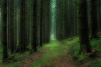 Fir forest in the French Vosges 