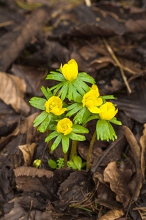 First flowers of the year - Eranthis hyemalis 