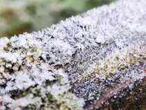 First frost of the year on a log Surrey UK 