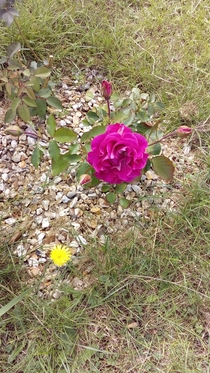 First rose bloom anyone know what its called