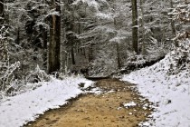 First Snow in Bienne Forest Switzerland 