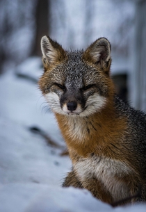 First time posting my friend said you guys would like this Gray Fox in my front yard Northern Adirondacks Urocyon cinereoargenteus borealis 