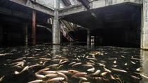 Fish Taking Over Abandoned Mall in Bangkok