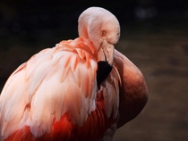 Flamingo posing  x