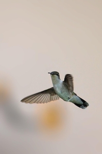 Flap flap bird mid flight Hummingbird 