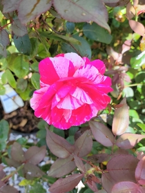 Floribunda Rose