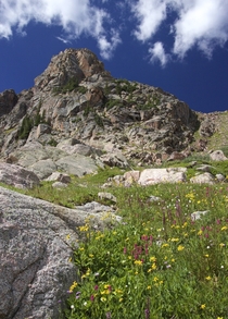 Flowering slopes of Snow Peak CO 