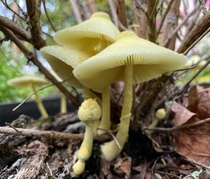 Flowerpot parasol mushrooms