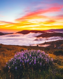 Flowers Fog and a firey sunset in Marin    