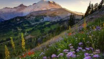 Flowers on the Sourdough Trail at Sunset Mt Rainier Washington 