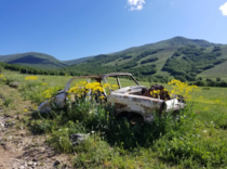 Flowers wreathe the corpse of this long-abandoned GAZ Volga in Armenia