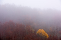 Fog shrouds the fall colors at Omberg Sweden 