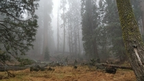 Foggy and scary forest Can you see the bear Sequoia National Park CA 