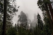 Foggy canopy in Kings Canyon National Park CA 