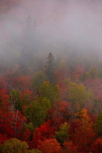 Foggy fall colors in Minnesota 