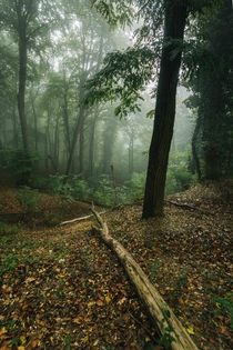 Foggy forest above Sveta Nedelja Croatia 
