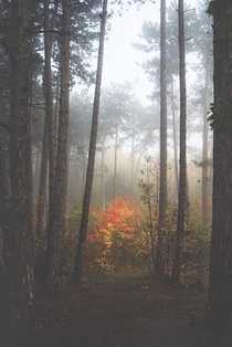 Foggy forest near Jena Germany 