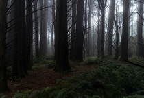 Foggy forest Victoria Australia 