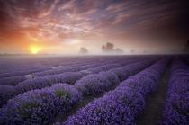 Foggy Lavender Fieldsx-post from rfoggypics
