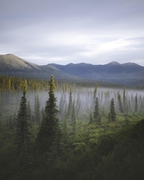 Foggy morning in interior Alaska  x