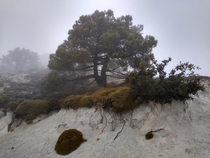 Foggy scots pine tree in the Sierra Nevada mountains Spain x 
