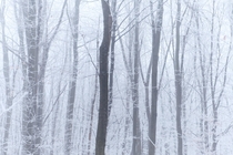 Foggy winter forest - Budapest Hungary 