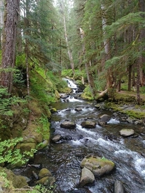 Following the stream Hoh Rain forest Washington x 