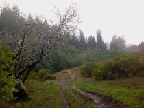 For my cakeday I wanted to share my beautiful home in Northern California during winter No snow just misty and green from the rains Sorry for the cell phone quality 