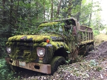 Ford dump truck becoming part of the forest Outside Bellingham Washington