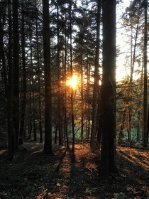Forest at Sunset - Dartmoor UK 