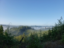 Forest Canopy in Tillamook OR 