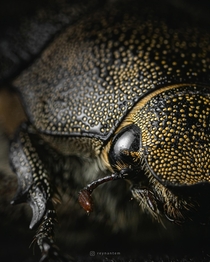 Forest cockchafer up-close