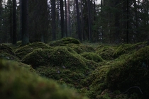 Forest filled with moss in Pedersre Finland 