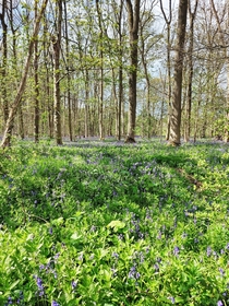 Forest floor of bluebells Cambridgeshire UK 