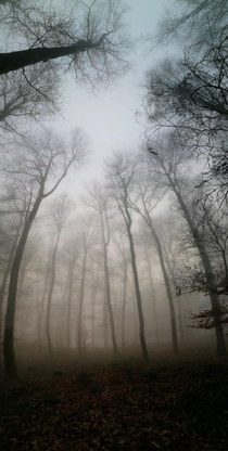 Forest fog France 