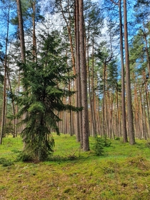 Forest in Lithuania 
