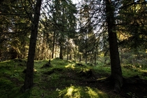 Forest in northern Norway 